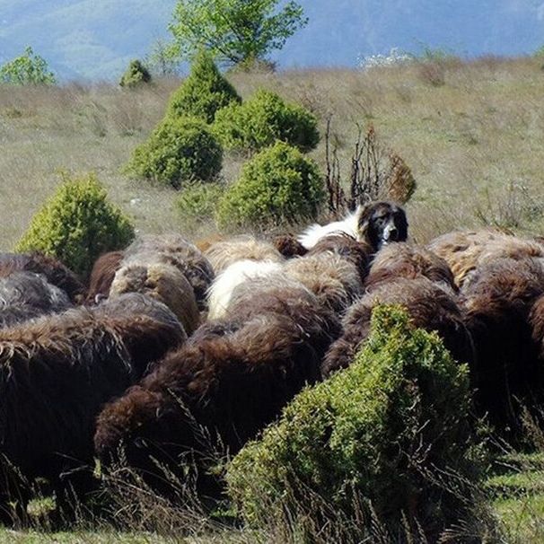 Μυτιλήνη: Τα τυροκομεία διακόπτουν τη λειτουργία τους στις 8 Απριλίου