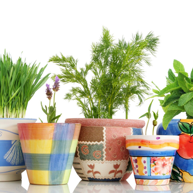 Τα 5 κλασικά βότανα που κάνουν πολλά περισσότερα για την υγεία σας απ’ όσα νομίζετε