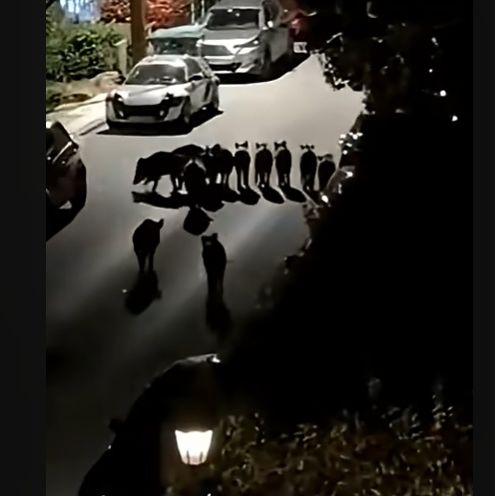 Θεσσαλονίκη: Αγέλη αγριογούρουνων κάνει βόλτες ανενόχλητη έξω από σπίτια στο Πανόραμα