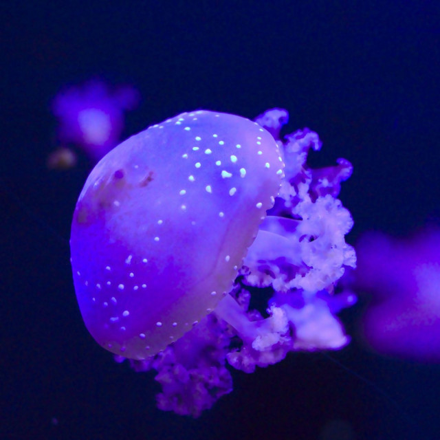 Η μωβ μέδουσα επιστρέφει στις ελληνικές θάλασσες