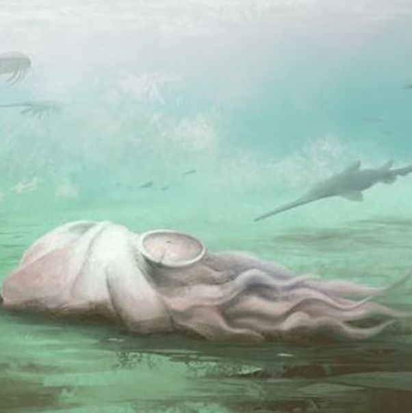 Σχέδιο του Pohlsepia Mazonensis