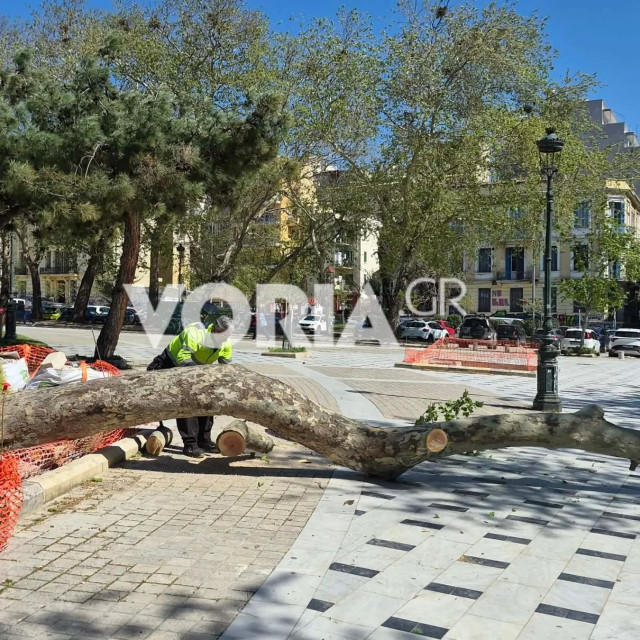 Πτώσεις δέντρων στη Θεσσαλονίκη: Δύο παιδιά τραυματίστηκαν ελαφρά