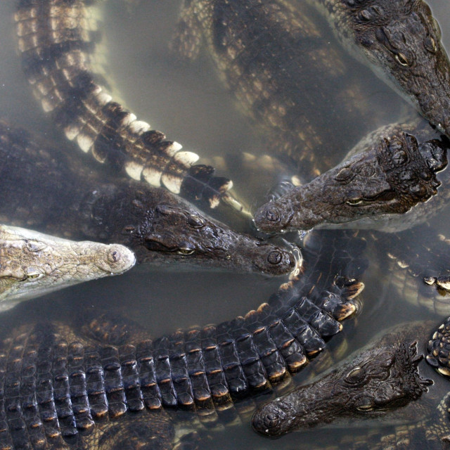 «Ερπετά συνοριοφύλακες» στην Ινδία: Κροκόδειλοι, φίδια «φρουροί» κατά μήκος των συνόρων