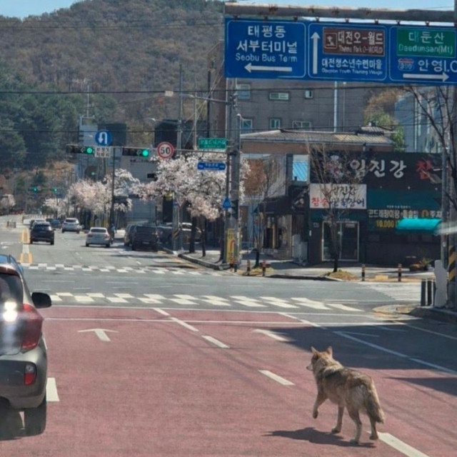 Άνω κάτω πόλη 1,5 εκατ. κατοίκων για τον «δραπέτη» λύκο - Έκλεισε σχολείο για ασφάλεια