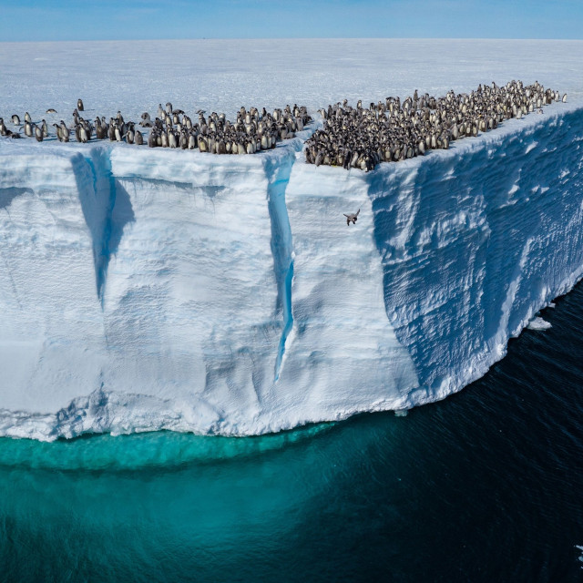 Κλιματική κρίση: Σε κίνδυνο εξαφάνισης οι αυτοκρατορικοί πιγκουίνοι - Πνίγονται μαζικά οι νεοσσοί