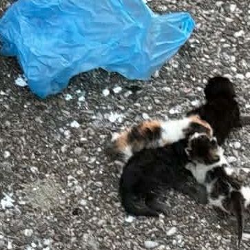 Αγρίνιο: Άνδρας φέρεται να έβαλε γατάκια σε σακούλα