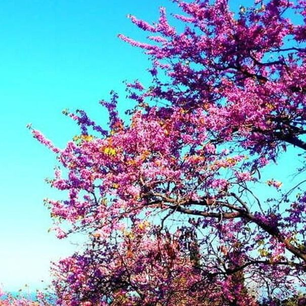 Μεγάλη Πέμπτη: Αυτό είναι το δέντρο του Ιούδα - Εντυπωσιάζει με το ρόδινο χρώμα του