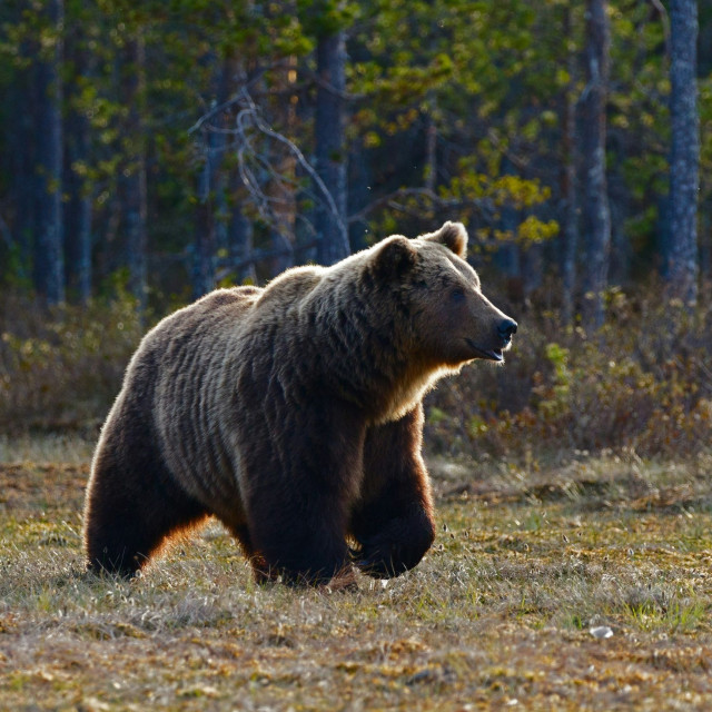 Εμφανίστηκε αρκούδα σε περιοχές του Δήμου Ωραιοκάστρου - Οδηγίες προς τους πολίτες