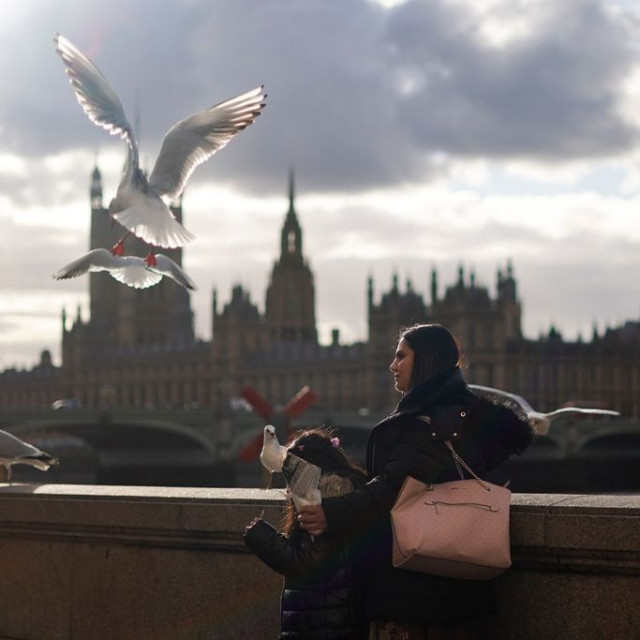 «Τα πουλιά» του Χίτσκοκ μόλις έγιναν πραγματικότητα - Γλάροι παραμο
