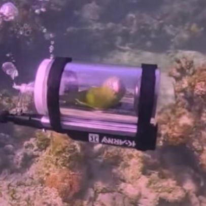 Μπαχάμες: Παπαγάλος κάνει… υποβρύχια κατάδυση σε αυτοσχέδιο σκάφος και γίνεται viral