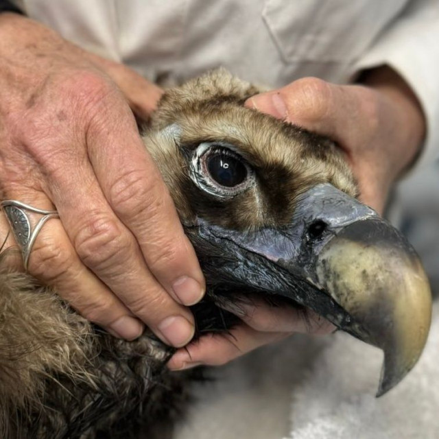 Επιστρέφει η ζωή στη Δαδιά: Ο μαυρόγυπας «Ιωάννα» νίκησε το δηλητήριο και πέταξε ξανά