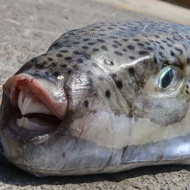 Σε απόγνωση οι ψαράδες με την ανεξέλεγκτη αύξηση των λαγοκέφαλων στις ελληνικές θάλασσες