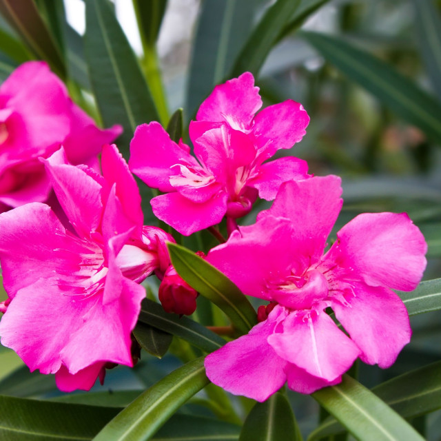 Πικροδάφνη: Περίφραξη περιοχών και σήμανση φυτών συστήνει ο ΕΟΔΥ - Τα συμπτώματα δηλητηρίασης