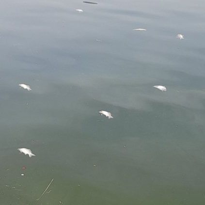 Ιωάννινα: Νεκρά ψάρια εντοπίζονται στη λίμνη Παμβώτιδα - Άμεση κινητοποίηση του δήμου