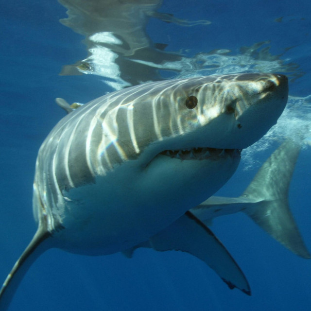 Καρχαρίας ακρωτηρίασε νεόνυμφο στον μήνα του μέλιτος στις Μαλδίβες: Δίνει μάχη για τη ζωή του