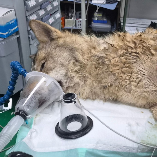 Νότια Κορέα: Βρήκαν τον λύκο που δραπέτευσε πριν 9 ημέρες από ζωολογικό κήπο