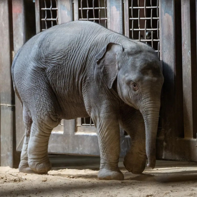 Γνωρίστε τη Linh Mai: Το ελεφαντάκι που απορρίφθηκε από τη μητέρα του - Κοινή μοίρα με τον Παντς