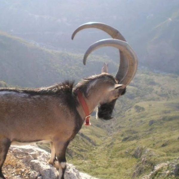 Το απίστευτο λάθος που κάνουμε όλοι με τα Κρι-Κρι της Κρήτης