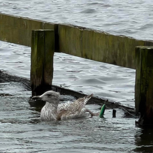 Βρετανία: Εντυπωσιακή διάσωση γλάρου από τα δίχτυα του θανάτου - Τον ονόμασαν Υπομονή
