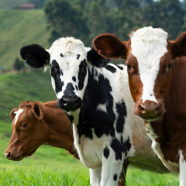 Μυτιλήνη: Στα 48 τα κρούσματα αφθώδους πυρετού