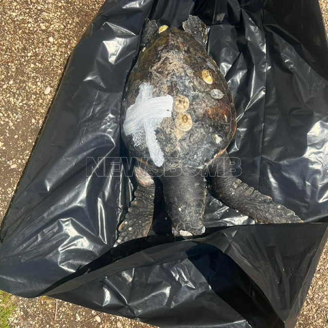 Άλιμος: Εντοπίστηκε νεκρή χελώνα καρέτα - καρέτα - Φωτογραφίες και βίντεο