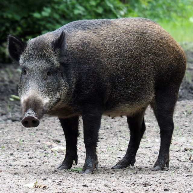 Θεσσαλονίκη: Αγριογούρουνο έκανε βόλτες στα στενά της Άνω Πόλης – Δείτε βίντεο