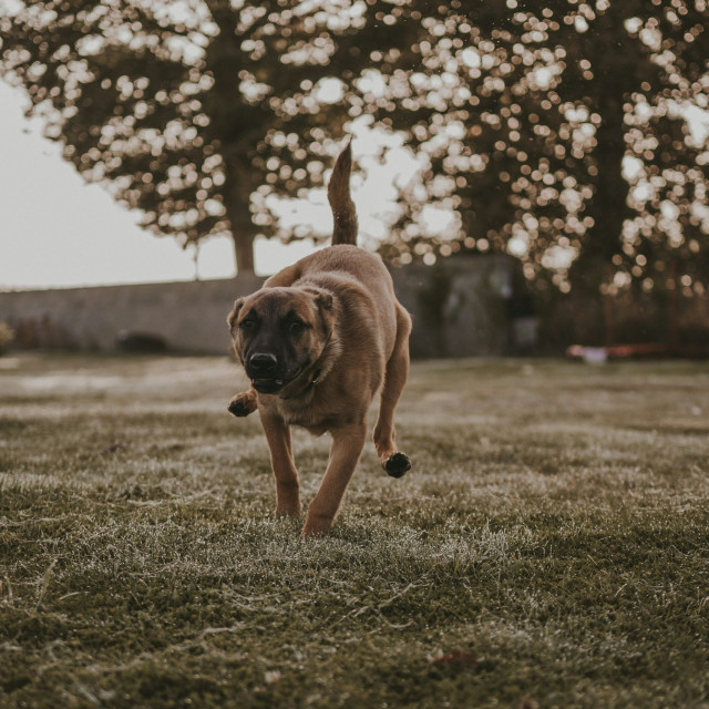 Κρήτη: Επίθεση σκυλιού σε παιδί κοντά σε σχολείο – Με πολλαπλά τραύματα στο νοσοκομείο ο 12χρονος