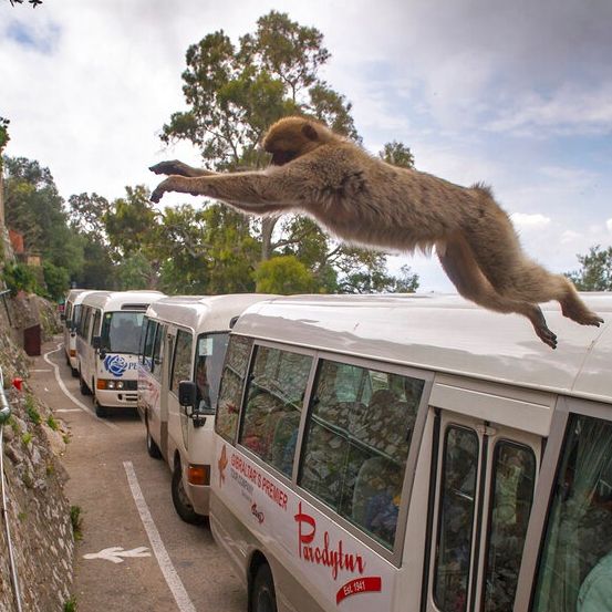 Γιβραλτάρ: Οι πίθηκοι τρώνε λάσπη για να θωρακίσουν το στομάχι τους από το junk food των τουριστών