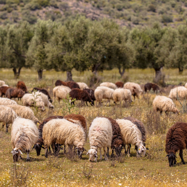 Aφθώδης πυρετός: Αναστολή φορολογικών και ασφαλιστικών υποχρεώσεων και απαλλαγή από δημοτικά τέλη