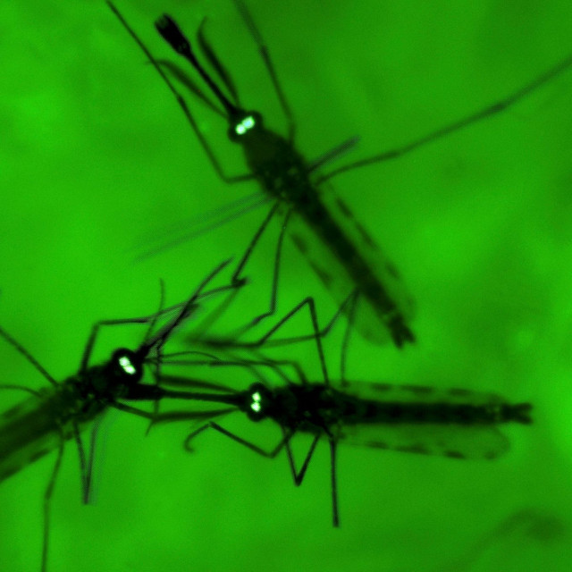 Μια ασθένεια - δολοφόνος καθόριζε για 74.000 χρόνια πού ζούσαν οι πρώτοι άνθρωποι