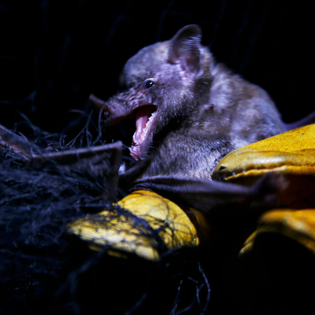 Συναγερμός για νέο κορονοϊό νυχτερίδων – Ο CcCoV-KY43 μπορεί να μολύνει ανθρώπινα κύτταρα