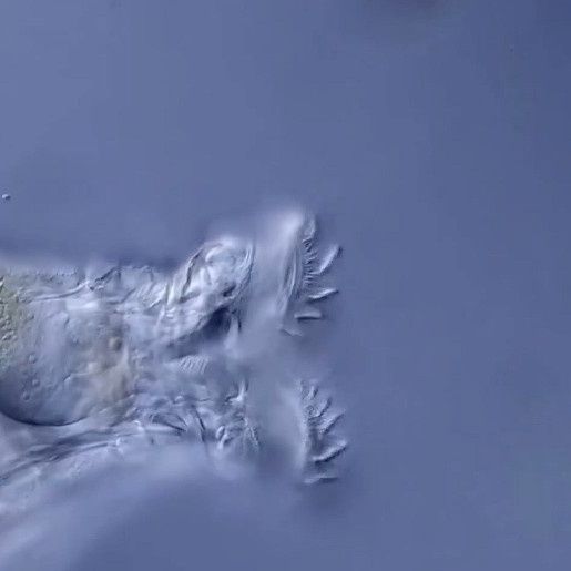 Επιστήμονες «ανέστησαν» αρχαίο «σκουλήκι-ζόμπι» 24.000 ετών από τους πάγους - Μετά αναπαράχθηκε