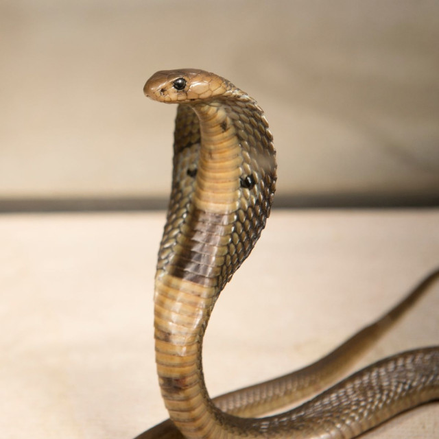 Αίγυπτος: Τουρίστας πέθανε από δάγκωμα φιδιού - Μπήκε μέσα στο παντελόνι του