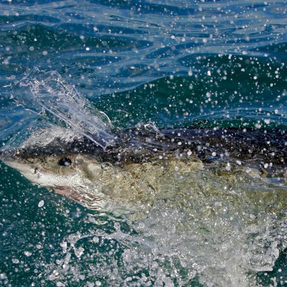 Οι καρχαρίες υπερθερμαίνονται - Η αύξηση της θερμοκρασίας των ωκεανών τους ωθεί στα άκρα