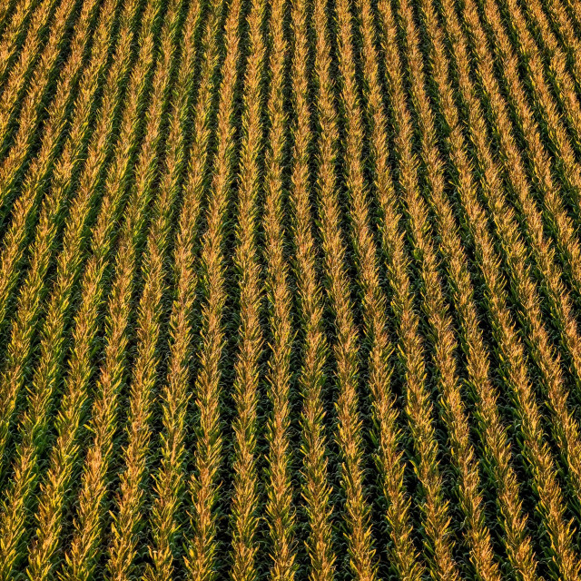 Απίθανη κλοπή στην Αίγυπτο: «Εξαφάνισαν» σοδειά σιταριού σε δύο ώρες από 2,5 στρέμματα
