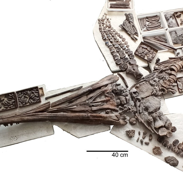 Θαλάσσιος θηρευτής ηλικίας 180 εκατομμυρίων ετών με 100 δόντια καταβρόχθιζε πέτρες για να επιβιώσει