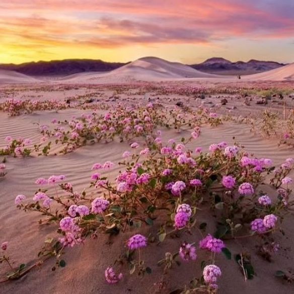 Σπάνιο φαινόμενο στη Κοιλάδα του Θανάτου: Το πιο ζεστό μέρος της Γης γέμισε πολύχρωμα λουλούδια