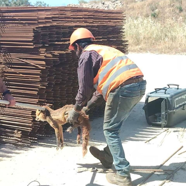 Ελληνικό: Εντοπίστηκε τραυματισμένη αλεπού σε εργοτάξιο - Δίνει μάχη για να επανέλθει
