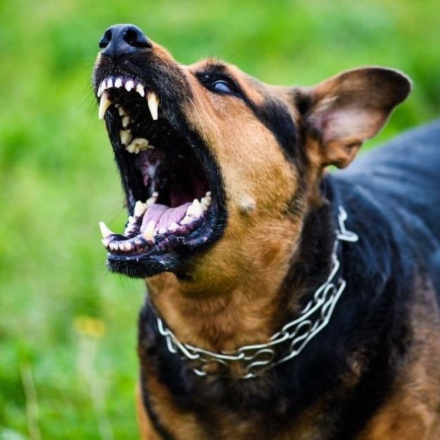 Χανιά: Νέα στοιχεία για την άγρια επίθεση-φρίκη Πιτ Μπουλ και Ντόγκο Αρτζεντίνο