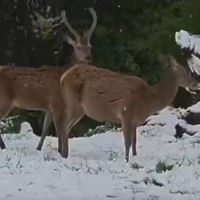 Και χιόνι και... ελάφια στην Πάρνηθα - Εντυπωσιακό βίντεο