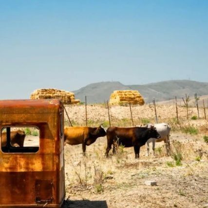 Αγρότης εγκατέλειψε 5 αγελάδες σε ένα απομακρυσμένο νησί το 1871 - «Πάγωσαν» οι επιστήμονες