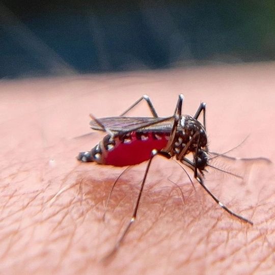 «Μαγνήτης» για κουνούπια; Η επιστήμη εξηγεί γιατί τσιμπούν εσένα και όχι τον διπλανό σου