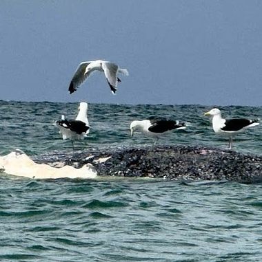 Τίμι: Φόβοι ότι η φάλαινα της οποίας η επιχείρηση σωτηρίας κόστισε £1,3 εκατ. εκβράστηκε νεκρή