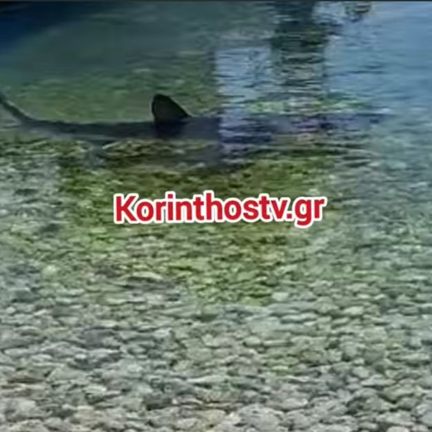 Κόρινθος: Καρχαρίας εμφανίστηκε στα Λουτρά Ωραίας Ελένης