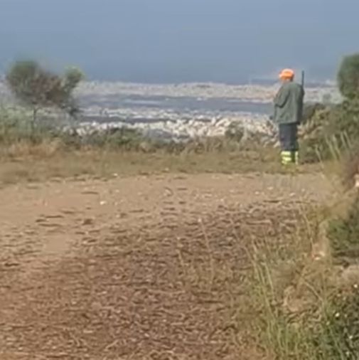Πεντέλη: Σκοτώνουν με καραμπίνες αγριογούρουνα που κόβουν βόλτες - Ανησυχία στους κατοίκους