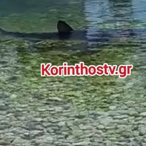 Kαρχαριοειδή στις ελληνικές θάλασσες - Ποια είδη υπάρχουν και πού