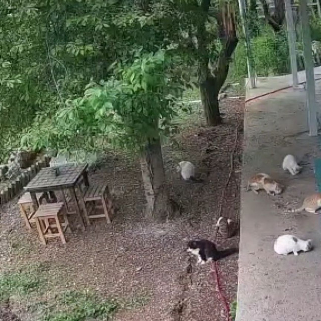 Σεισμός 5,6 Ρίχτερ στην Τουρκία: Η στιγμή που γάτες ένιωσαν νωρίτερα τη δόνηση - Βίντεο