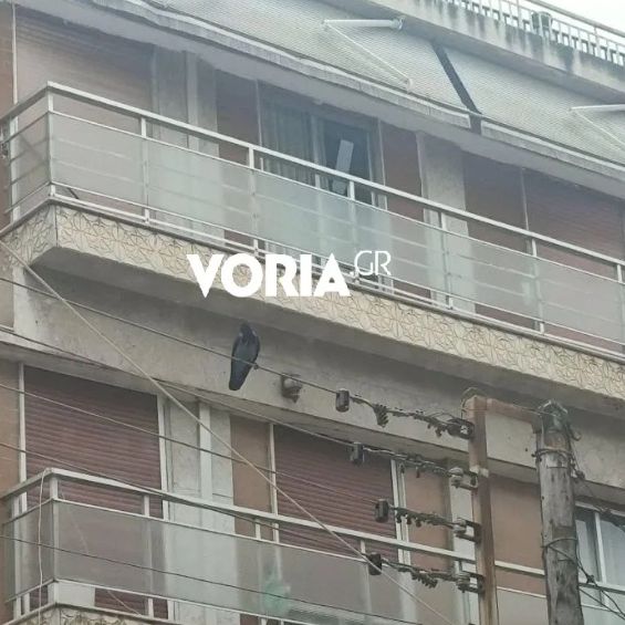 Θεσσαλονίκη: Κοράκι επιτίθεται σε περαστικούς - Τρεις ελαφρά τραυματίες, δείτε βίντεο