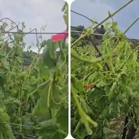 Ηράκλειο: Ζημιές σε ελαιόδεντρα και αμπέλια από την έντονη χαλαζόπτωση