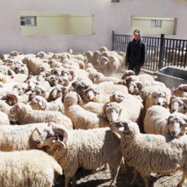 Κίνα: Γιατί μία αγγελία για πρόσληψη βοσκών έγινε viral - Κατατέθηκαν περισσότερες από 700 αιτήσεις